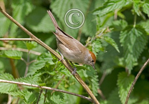 Female Blackcap DM0772